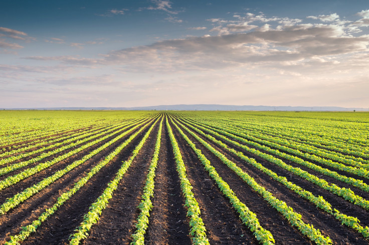 soyfields