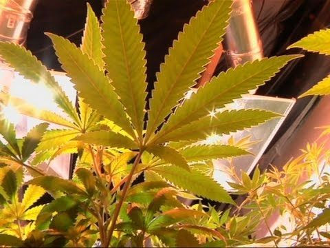 Pesticides And Herbicides Are The Marijuana Industry’s New Problem, But Pot Growers May Already Have A Solution