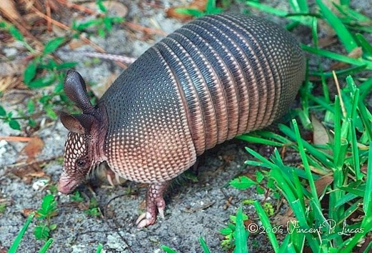 armadillo