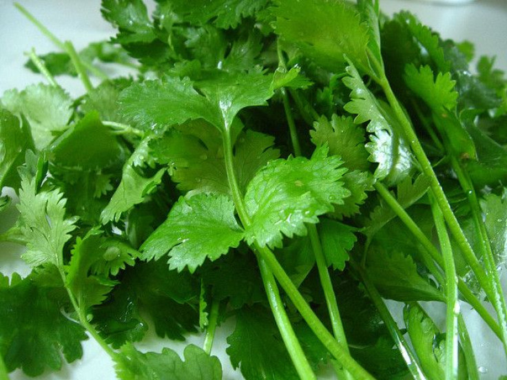 Cilantro may be tainted with fecal matter