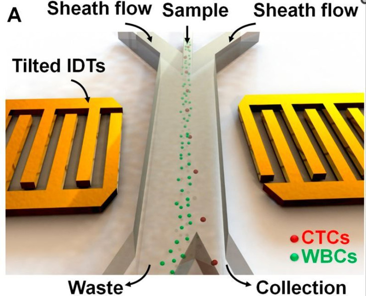 Schematic illustration of the device for cancer cell separation.