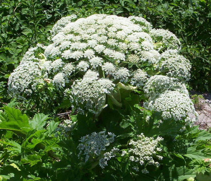 Giant Hogweed