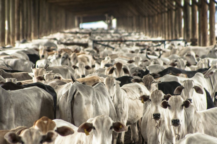 Feedlot Vs. Pasture