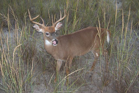 Deer are the most common type of animal that are caught in vehicular accidents.