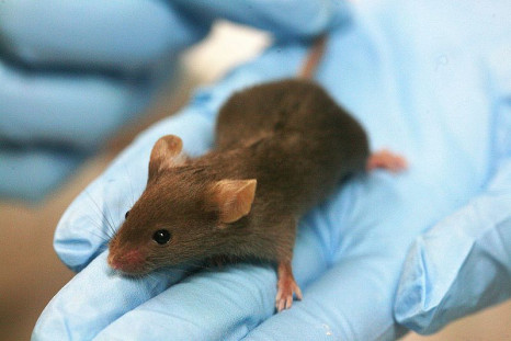Mice exposed to infected brain tissue of MSA patients went on to develop a similar disease.