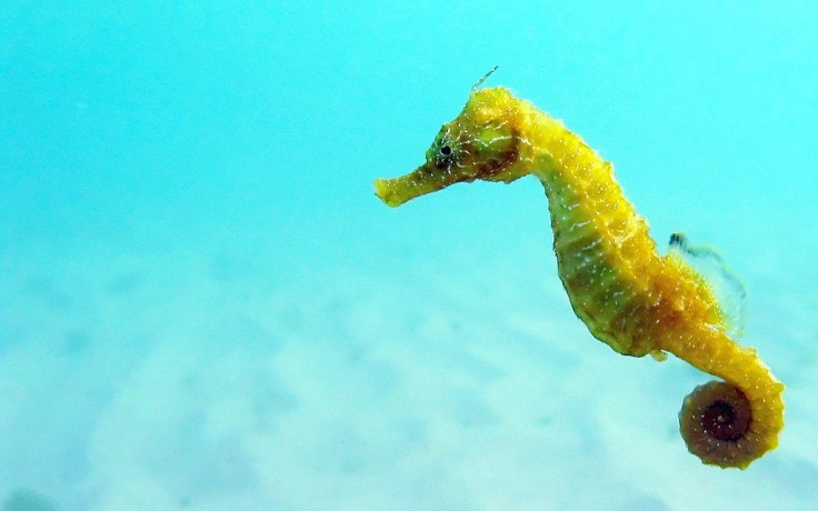 seahorse