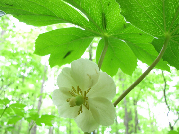 mayapple