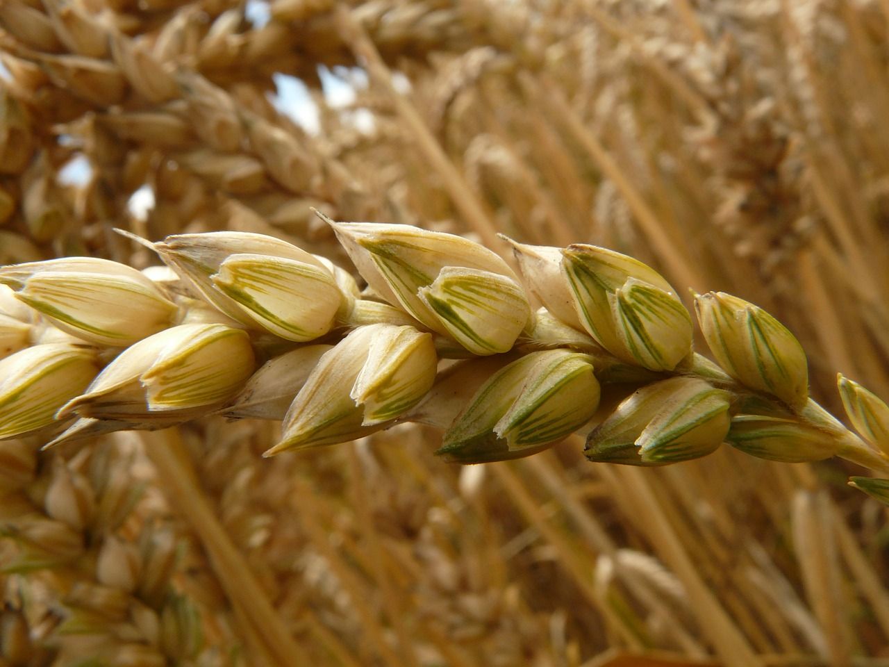 a-brief-history-of-gluten-the-protein-in-baked-goods-how-wheat