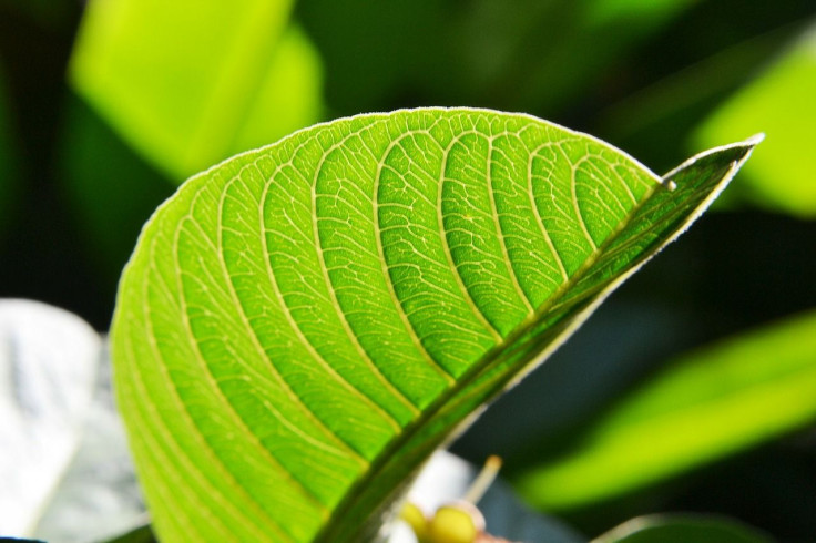 Guava leaf