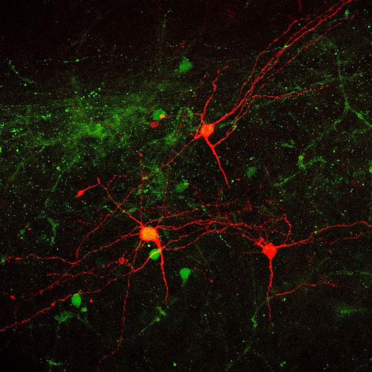 neurons