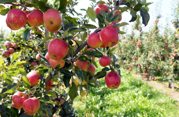 Apple orchard