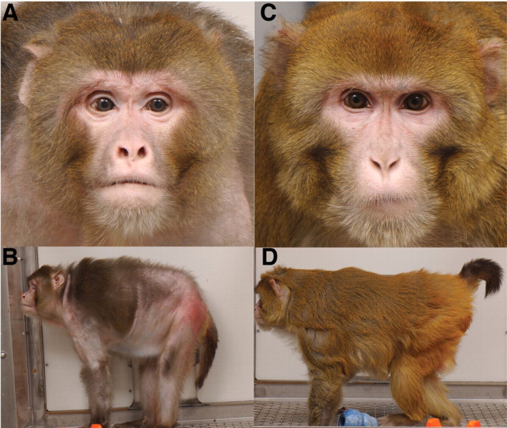 Rhesus Monkeys on CR Diet