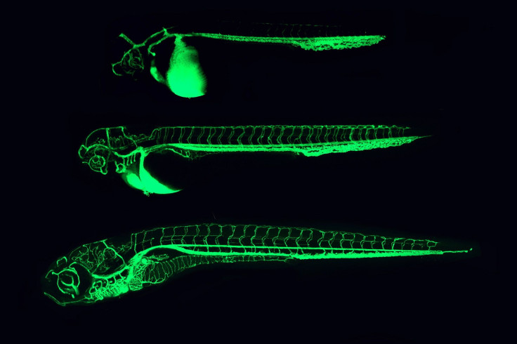 zebrafish