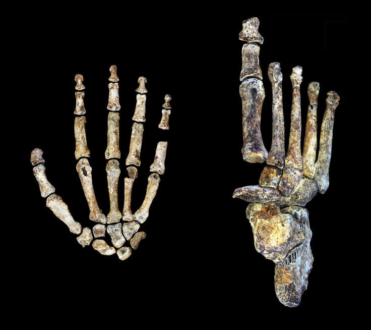 Hand and feet of Homo naledi