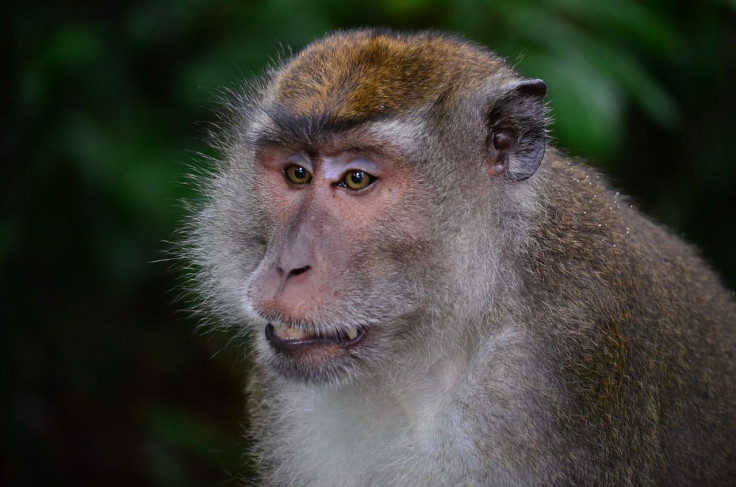 Macaque