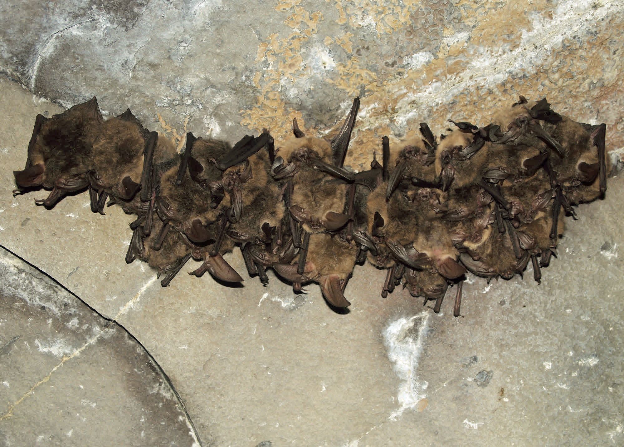 Bat Rabies Lead To More Death Than Dog Rabies CDC Says   Bats 