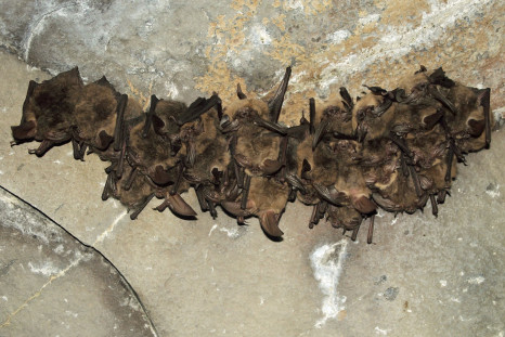 A 77-year-old woman from Wyoming has sadly become the state's first recorded rabies death. It is believed she likely contracted the disease from a bat.