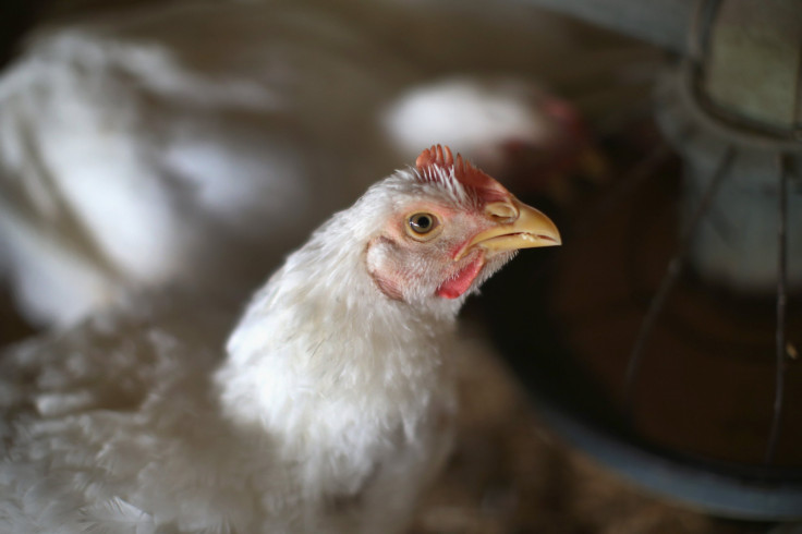 A chicken prepares to eat from a feeder. 