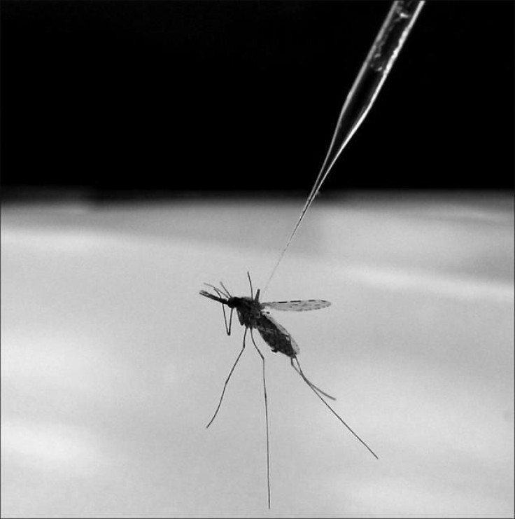 malaria mosquito