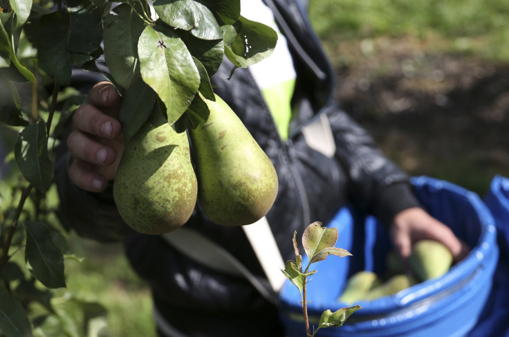 pears