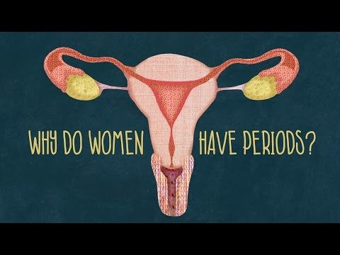 Visit From Aunt Flo: Why Are Humans One Of Only Four Species On Earth That Menstruate?