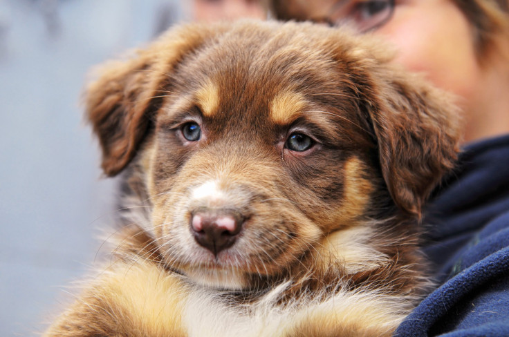 Dog and child