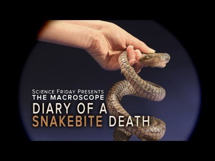 Why Did A Scientist Decide To Record His Death Via Snakebite?