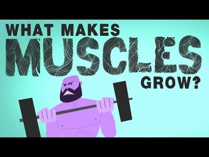 What Makes Our Muscles Grow? A Combination Of Wear, Tear, And Repair