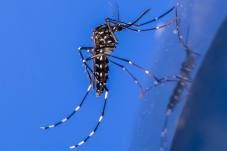 Aedes albopictus