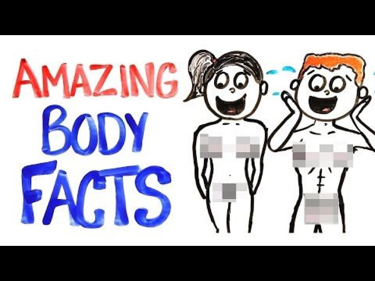 Human Anatomy Facts: The Amazing Abilities Of The Human Body, From Head To Toe