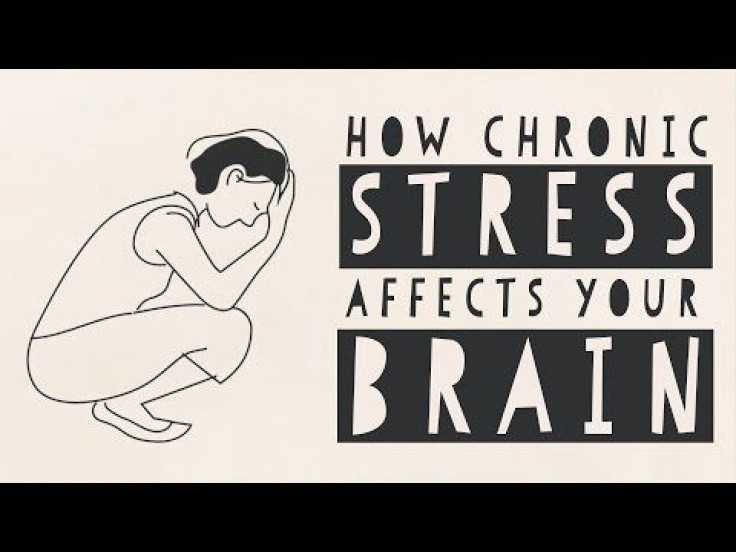 Stress And The Brain: High Cortisol Levels Can Damage Brain Structure, Cognitive Function