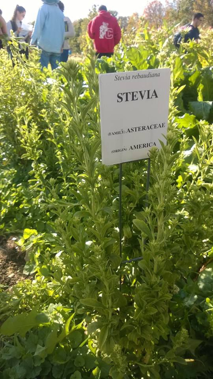 Stevia Plant