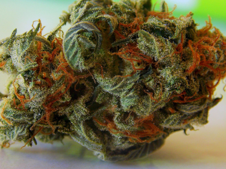 Marijuana