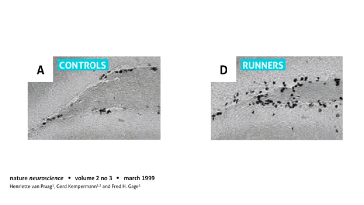 runners neurog
