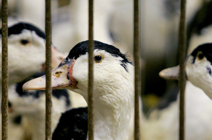 Bird Flu (2)