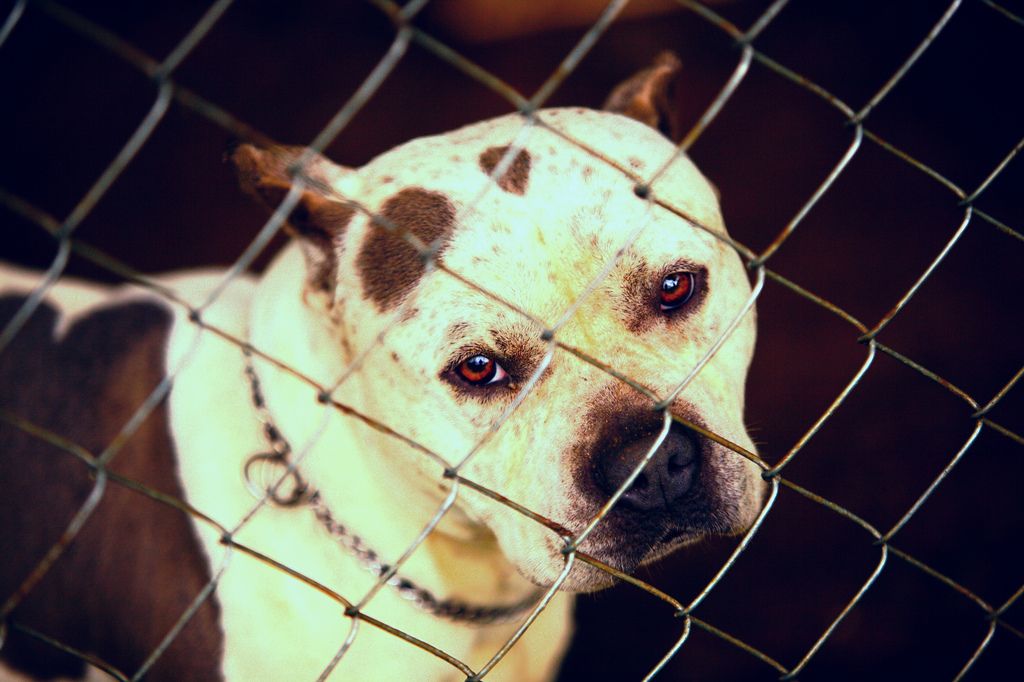 Pitbull climbing outlet fence