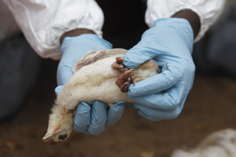 Workers from the Animal Protection Ministry holds a dead chick during a cull to contain an outbreak of bird flu, at a farm in the village of Modeste, Ivory Coast, August 14, 2015.