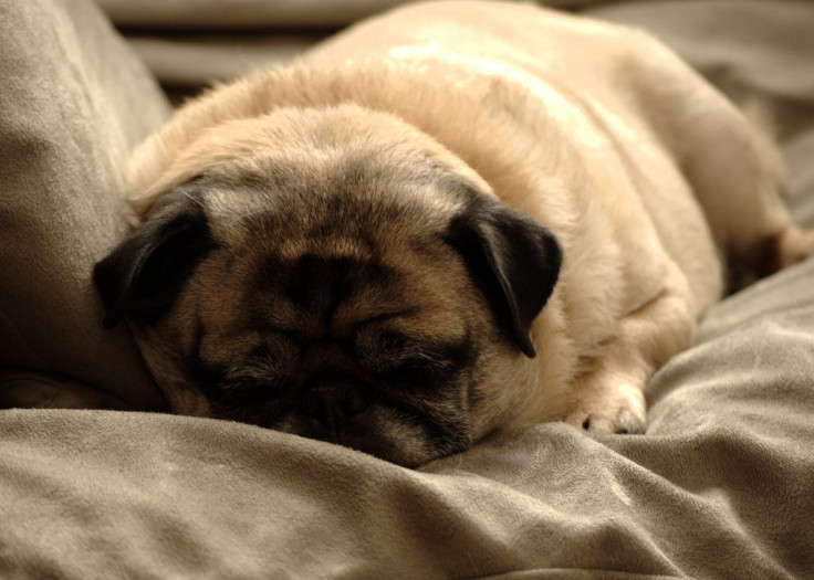 Pug sleeping