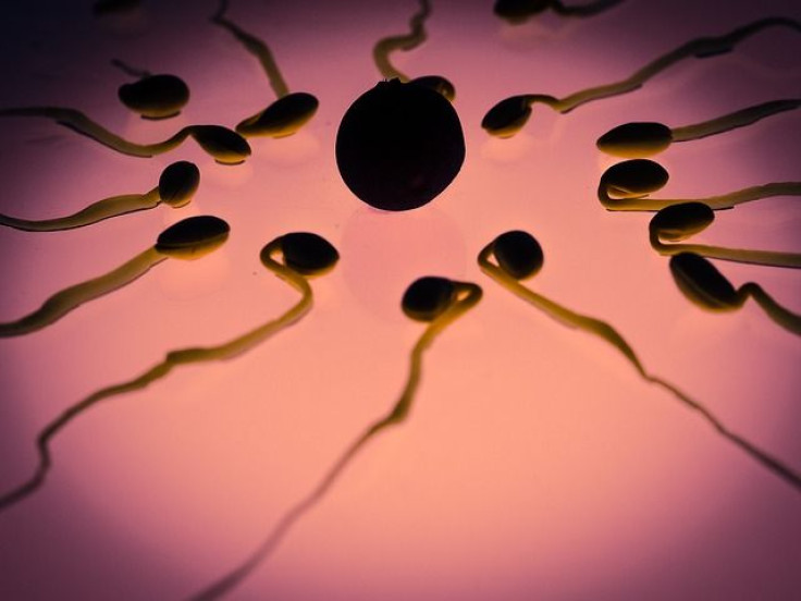 Sperm meets egg