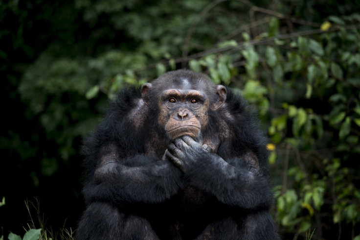 Chimpanzees