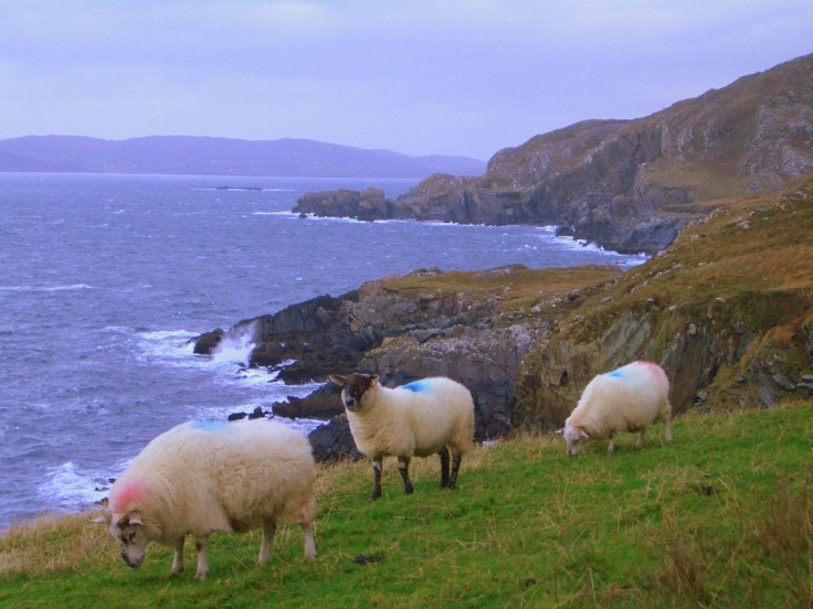 sheep