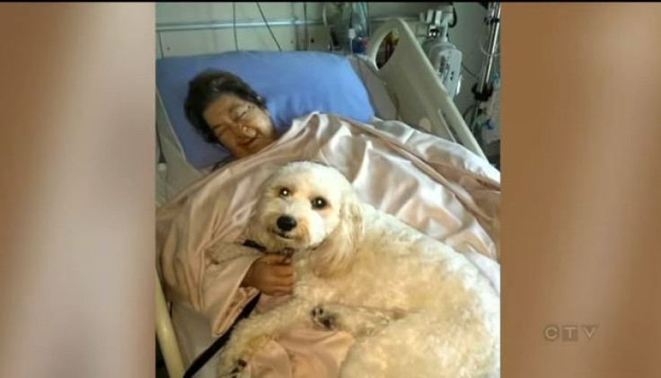 Pups Visitng Hospital