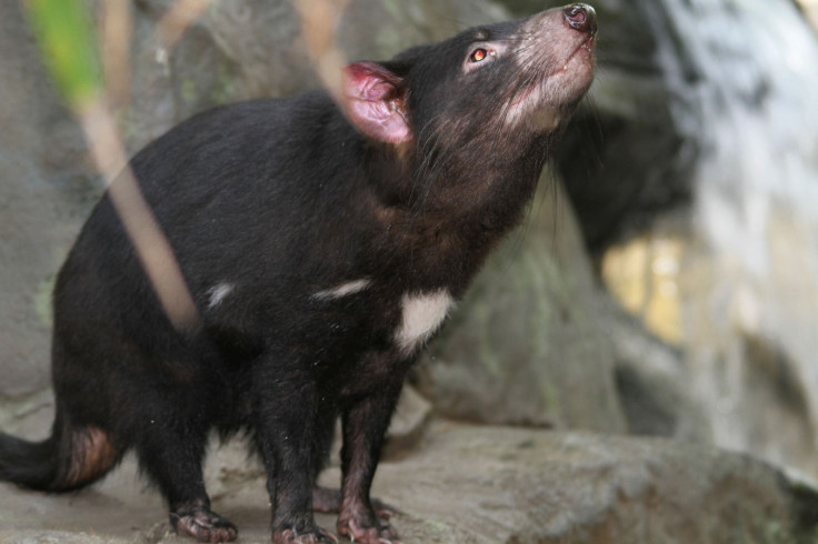 tasmanian devil