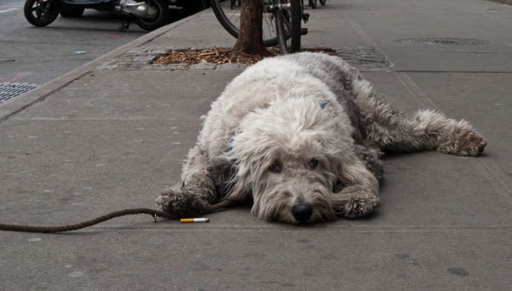 Secondhand Smoke Pets