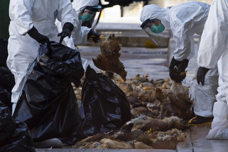 Health workers pack dead chickens into trash bins at a wholesale poultry market in Hong Kong December 31, 2014.