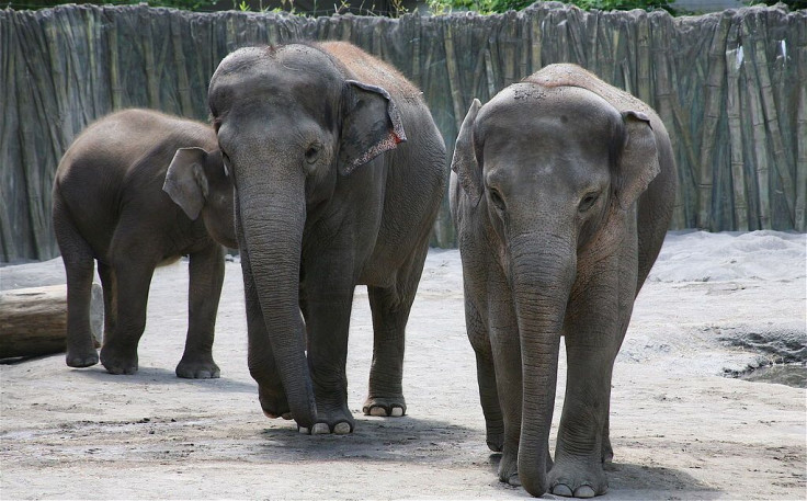 Oregon zoo