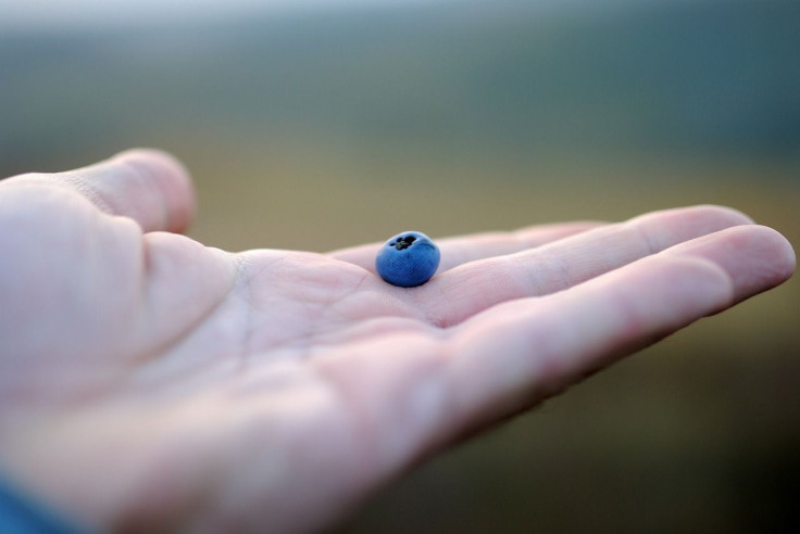 Blueberry Hand