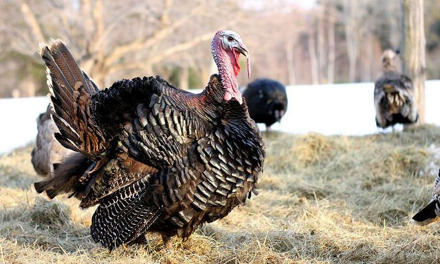 Domestic turkey