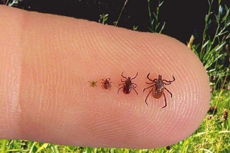 Populations of Lyme-disease carrying ticks are on the rise in the U.S.