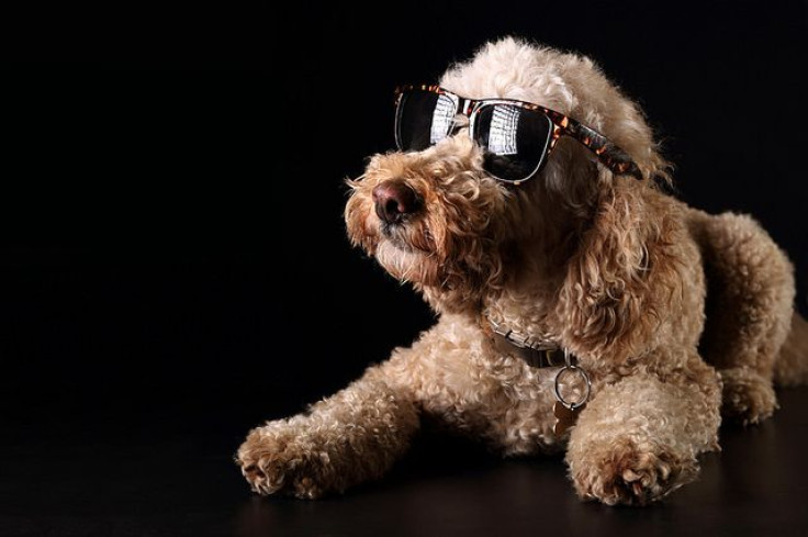 Dog in sunglasses